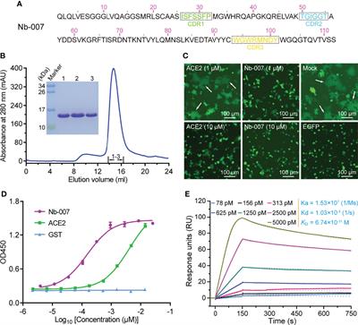 A Potent Neutralizing Nanobody Targeting the Spike Receptor-Binding Domain of SARS-CoV-2 and the Structural Basis of Its Intimate Binding